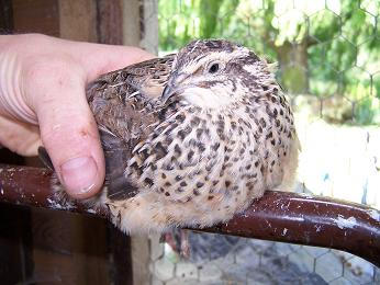 coturnix quail female